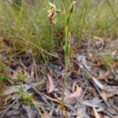 Calochilus campestris at Tianjara, NSW - 3 Nov 2022