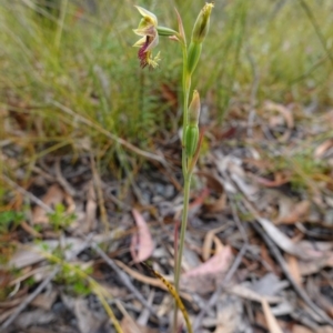 Calochilus campestris at Tianjara, NSW - 3 Nov 2022