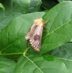 Epicoma contristis (Yellow-spotted Epicoma Moth) at Hawker, ACT - 4 Jan 2023 by sangio7