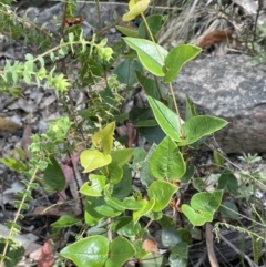 Platylobium montanum subsp. montanum (Mountain Flat Pea) at Burrinjuck, NSW - 31 Dec 2022 by JaneR