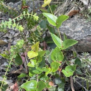 Platylobium montanum subsp. montanum at Burrinjuck, NSW - 31 Dec 2022