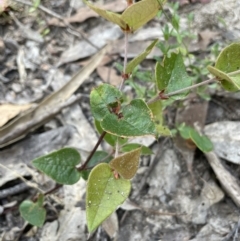 Platylobium montanum subsp. montanum at Burrinjuck, NSW - 31 Dec 2022 03:58 PM