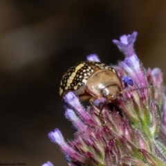 Paropsis pictipennis (Tea-tree button beetle) at Macgregor, ACT - 4 Jan 2023 by Roger