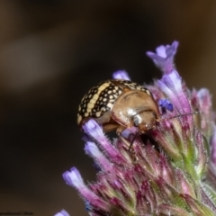 Paropsis pictipennis (Tea-tree button beetle) at Macgregor, ACT - 3 Jan 2023 by Roger