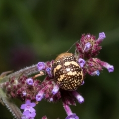 Paropsis pictipennis at Macgregor, ACT - 4 Jan 2023 10:57 AM