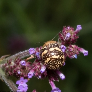 Paropsis pictipennis at Macgregor, ACT - 4 Jan 2023 10:57 AM