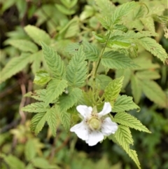 Rubus rosifolius (Rose-leaf Bramble) at Jamberoo, NSW - 4 Jan 2023 by plants