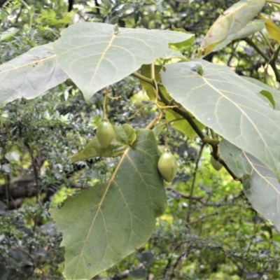 Solanum betaceum (Tree Tomato, or Tamarillo) at Jamberoo, NSW - 4 Jan 2023 by plants