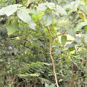 Solanum betaceum at Jamberoo, NSW - 4 Jan 2023