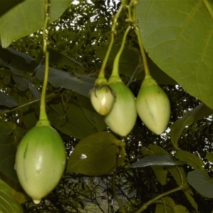 Solanum betaceum at Jamberoo, NSW - 4 Jan 2023