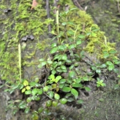 Peperomia tetraphylla (Four-leaved Peperomia) at Budderoo National Park - 4 Jan 2023 by plants