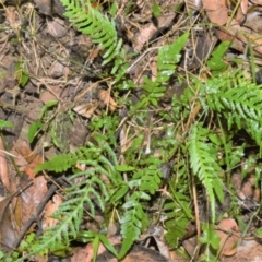 Blechnum rupestre (Small Rasp Fern) at Jamberoo, NSW - 4 Jan 2023 by plants