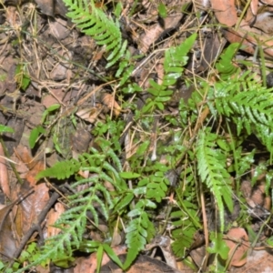 Blechnum rupestre at Jamberoo, NSW - 4 Jan 2023 10:11 PM