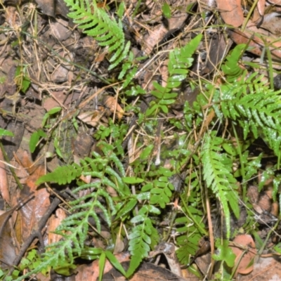 Blechnum rupestre (Small Rasp Fern) at Jamberoo, NSW - 4 Jan 2023 by plants