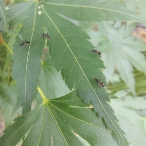 Parapalaeosepsis plebeia at Theodore, ACT - suppressed