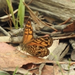 Geitoneura acantha (Ringed Xenica) at Tallong, NSW - 31 Dec 2022 by GlossyGal