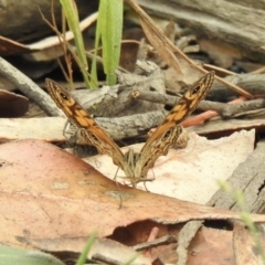 Geitoneura acantha at Tallong, NSW - 1 Jan 2023 09:30 AM