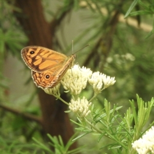 Geitoneura acantha at Tallong, NSW - 1 Jan 2023 09:30 AM