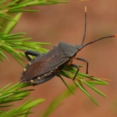 Amorbus sp. (genus) (Eucalyptus Tip bug) at Wanniassa, ACT - 4 Jan 2023 by JohnBundock