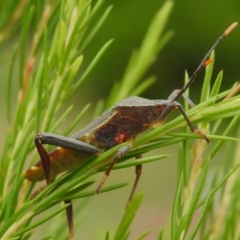 Amorbus sp. (genus) at Wanniassa, ACT - 4 Jan 2023