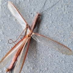 Unidentified Praying mantis (Mantodea) at Namadgi National Park - 31 Dec 2022 by ChrisHolder