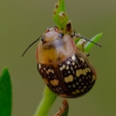 Paropsis pictipennis (Tea-tree button beetle) at Molonglo River Reserve - 3 Jan 2023 by Kurt
