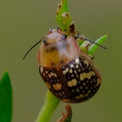 Paropsis pictipennis (Tea-tree button beetle) at Molonglo River Reserve - 3 Jan 2023 by Kurt