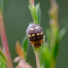 Paropsis pictipennis at Molonglo Valley, ACT - 4 Jan 2023