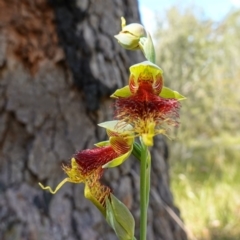 Calochilus pulchellus (Pretty Beard Orchid) at Jervis Bay National Park - 3 Nov 2022 by RobG1