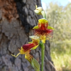 Calochilus pulchellus (Pretty Beard Orchid) at Vincentia, NSW - 4 Nov 2022 by RobG1