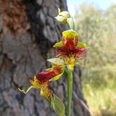 Calochilus pulchellus (Pretty Beard Orchid) at Jervis Bay National Park - 3 Nov 2022 by RobG1