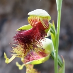 Calochilus pulchellus at Vincentia, NSW - 4 Nov 2022