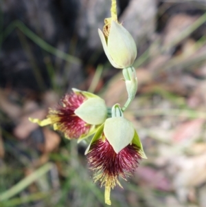 Calochilus pulchellus at Vincentia, NSW - 4 Nov 2022