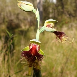 Calochilus pulchellus at Vincentia, NSW - 4 Nov 2022