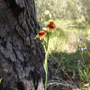 Calochilus pulchellus at Vincentia, NSW - 4 Nov 2022