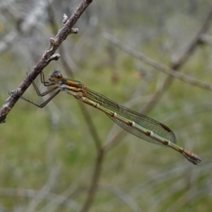 Austrolestes cingulatus at Vincentia, NSW - 4 Nov 2022