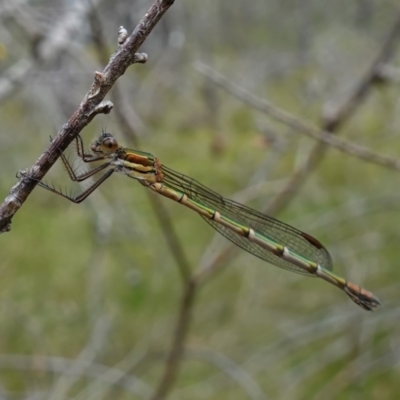 Austrolestes cingulatus (Metallic Ringtail) at Jervis Bay National Park - 4 Nov 2022 by RobG1