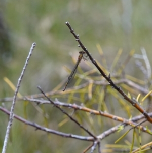 Austrolestes cingulatus at Vincentia, NSW - 4 Nov 2022