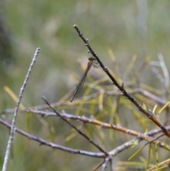 Austrolestes cingulatus at Vincentia, NSW - 4 Nov 2022