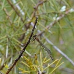Austrolestes cingulatus at Vincentia, NSW - suppressed