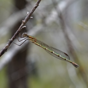 Austrolestes cingulatus at Vincentia, NSW - 4 Nov 2022