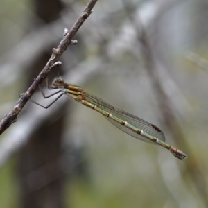 Austrolestes cingulatus at Vincentia, NSW - suppressed