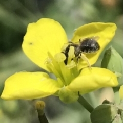 Halictidae (family) at Dunlop, ACT - 4 Jan 2023 by JR