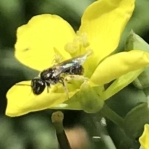 Halictidae (family) at Dunlop, ACT - 4 Jan 2023