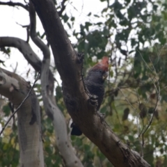 Callocephalon fimbriatum (Gang-gang Cockatoo) at Greenleigh, NSW - 4 Jan 2023 by LyndalT