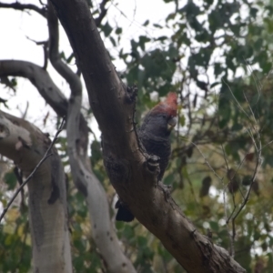 Callocephalon fimbriatum at Greenleigh, NSW - suppressed