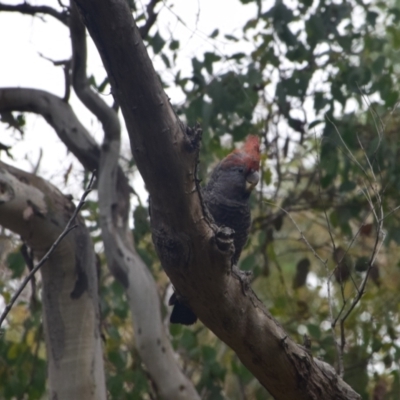 Callocephalon fimbriatum (Gang-gang Cockatoo) at Greenleigh, NSW - 4 Jan 2023 by LyndalT