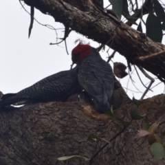 Callocephalon fimbriatum at Greenleigh, NSW - suppressed