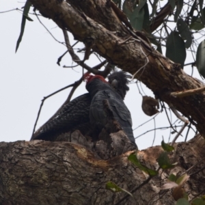 Callocephalon fimbriatum at Greenleigh, NSW - suppressed