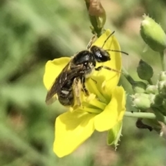 Lasioglossum (Chilalictus) sp. (genus & subgenus) (Halictid bee) at Dunlop, ACT - 4 Jan 2023 by JR